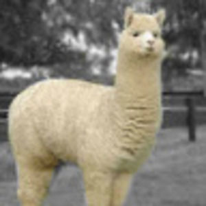 Meet your Posher, Mia